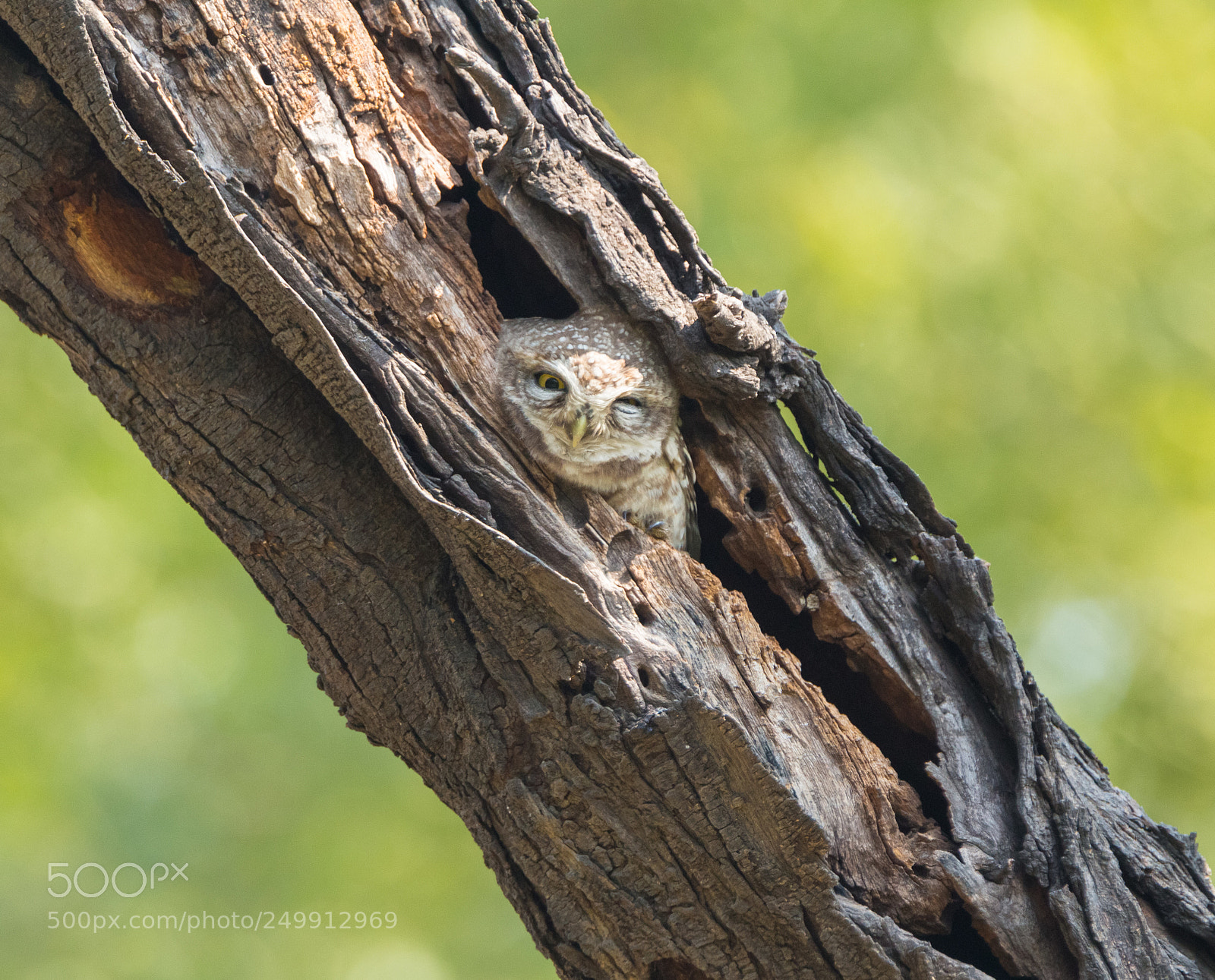 Canon EOS 700D (EOS Rebel T5i / EOS Kiss X7i) sample photo. Spotted owlet photography