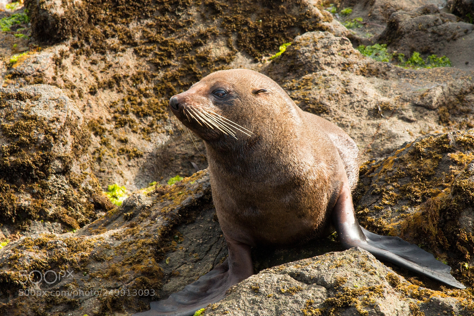 Canon EOS 70D sample photo. Nz fur seal photography