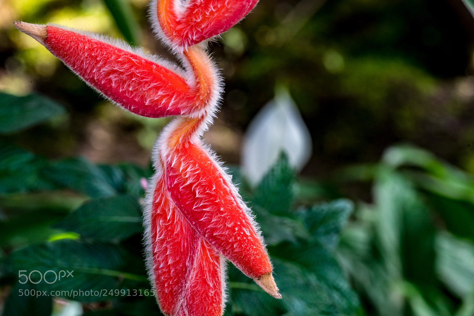 Sony a7R II sample photo. Looks like lobster claws photography
