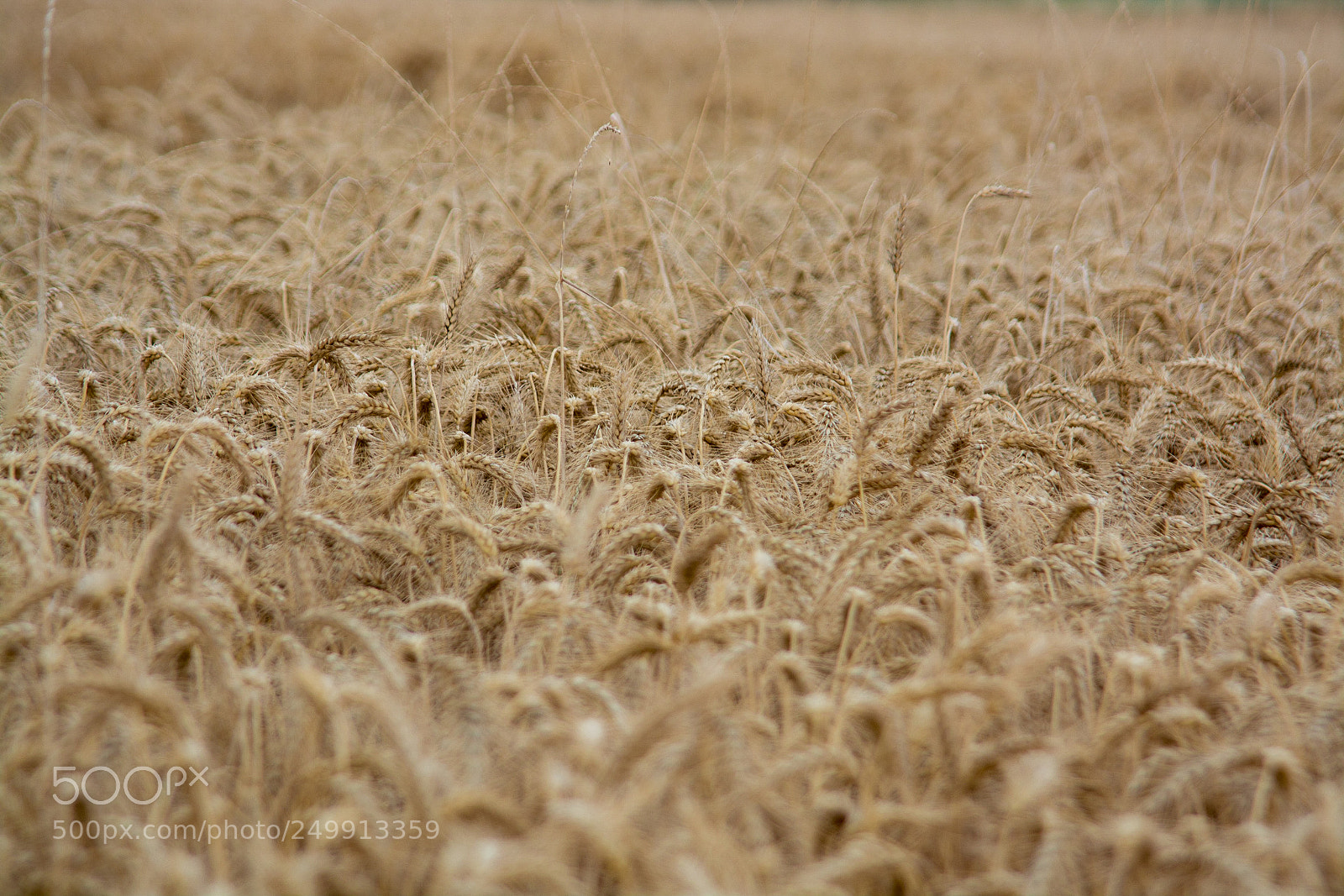 Nikon D5200 sample photo. Blat photography