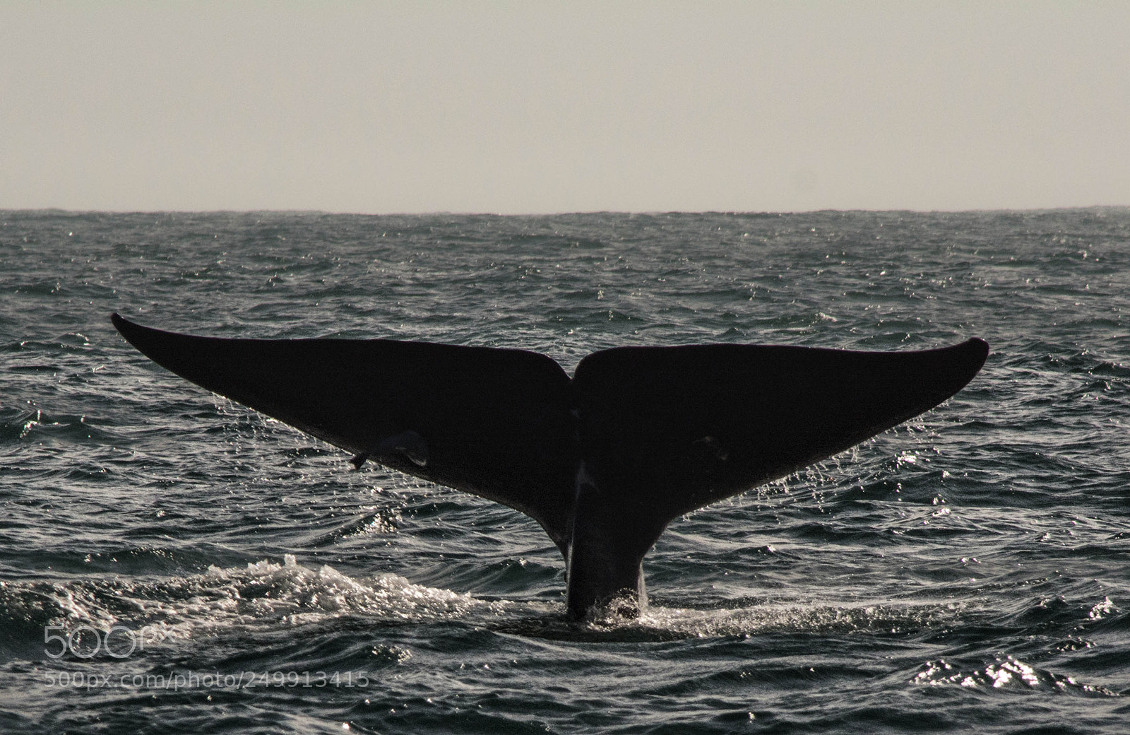 Nikon D5200 sample photo. Blue whale photography