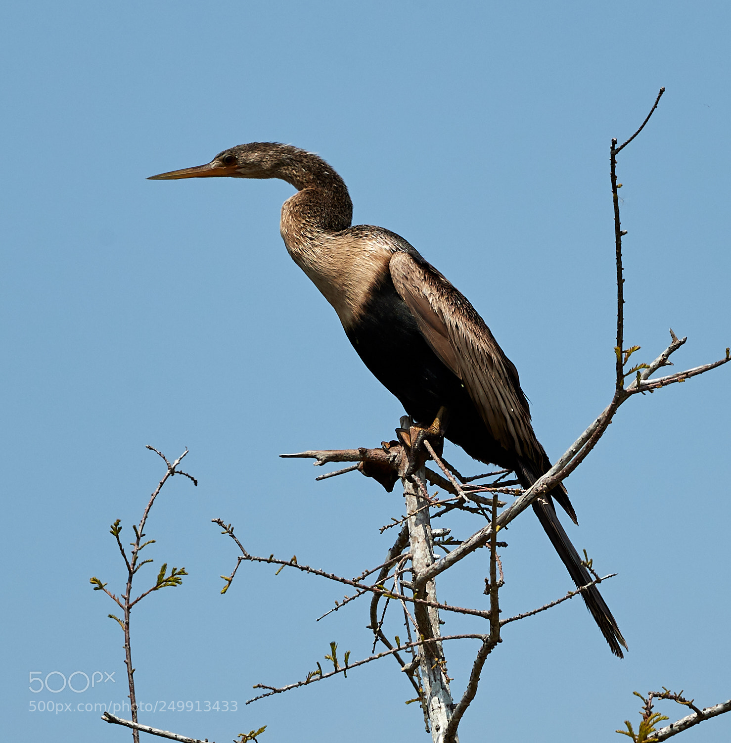 Canon EOS-1D X Mark II sample photo. 03-19-18-0008368.jpg photography