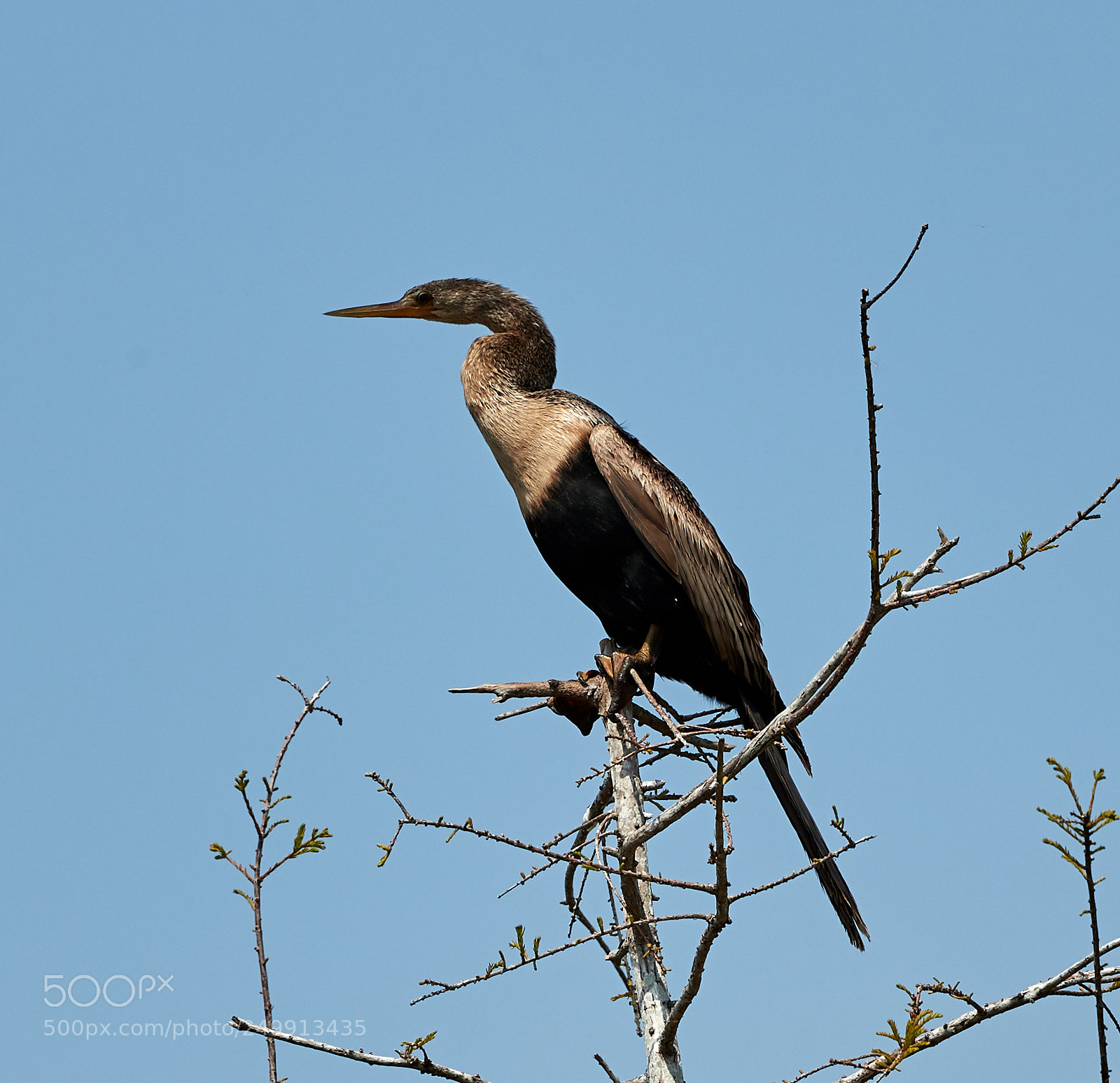 Canon EOS-1D X Mark II sample photo. 03-19-18-0008367.jpg photography