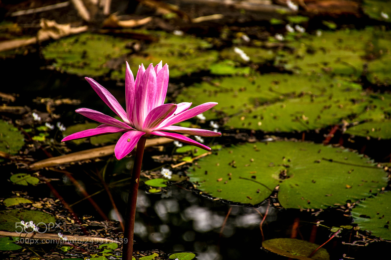 Nikon D7200 sample photo. A lotus photography