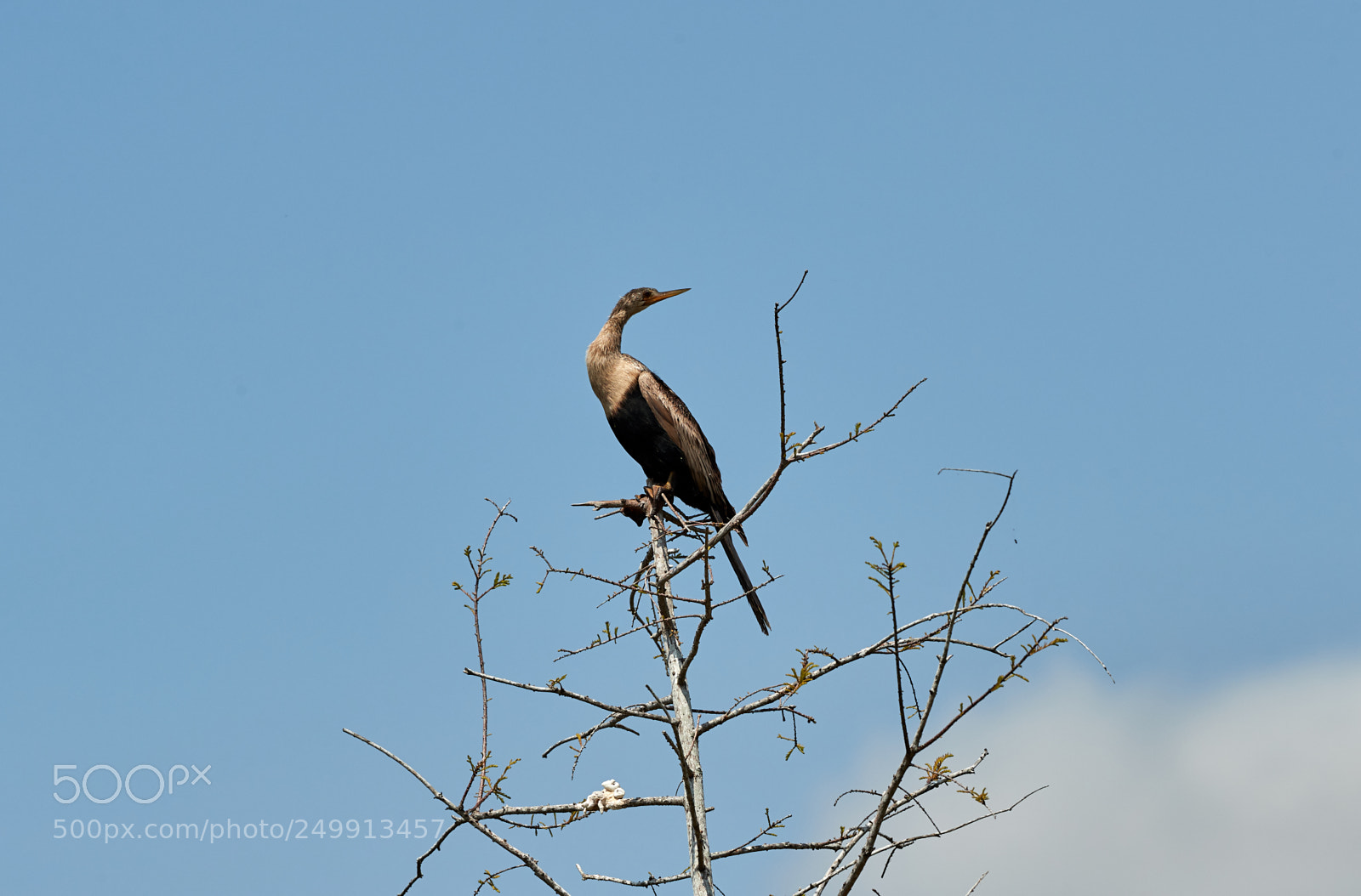 Canon EOS-1D X Mark II sample photo. 03-19-18-0008366.jpg photography