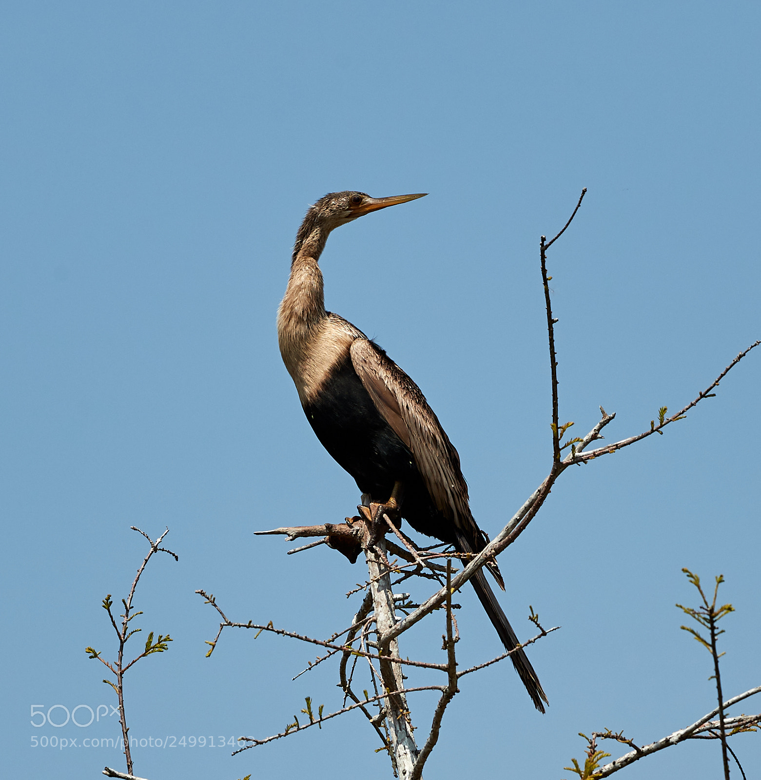 Canon EOS-1D X Mark II sample photo. 03-19-18-0008364.jpg photography