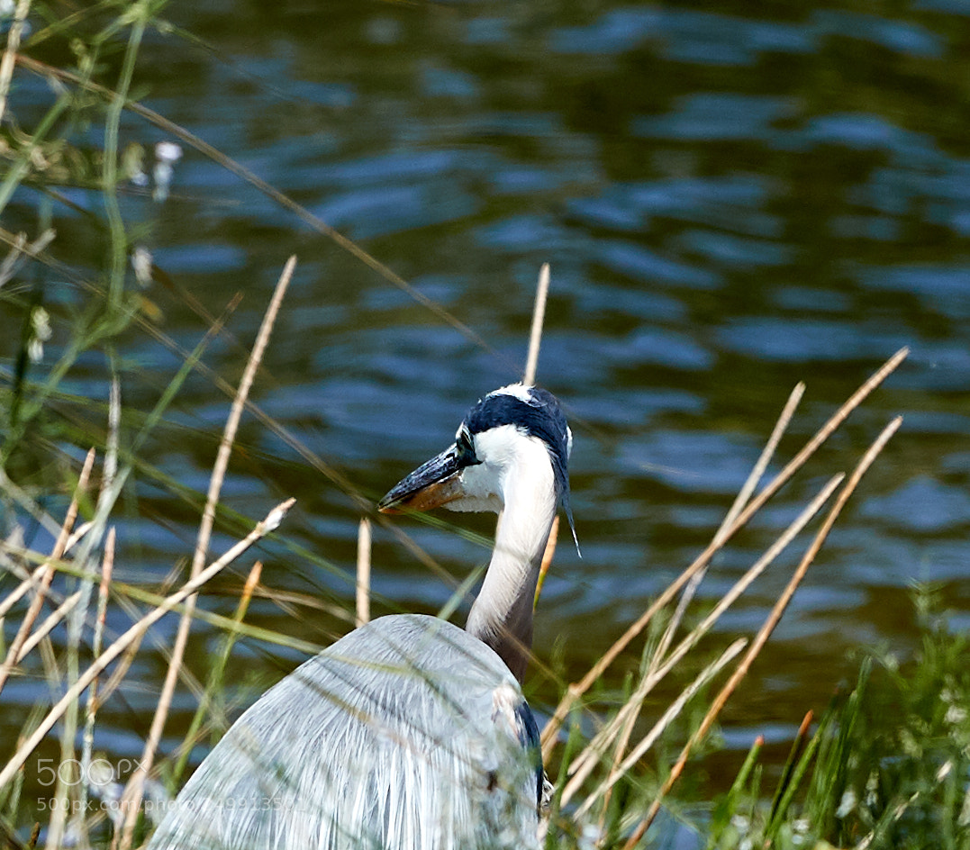 Canon EOS-1D X Mark II sample photo. 03-19-18-0008360.jpg photography