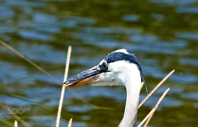 Canon EOS-1D X Mark II sample photo. 03-19-18-0008359.jpg photography