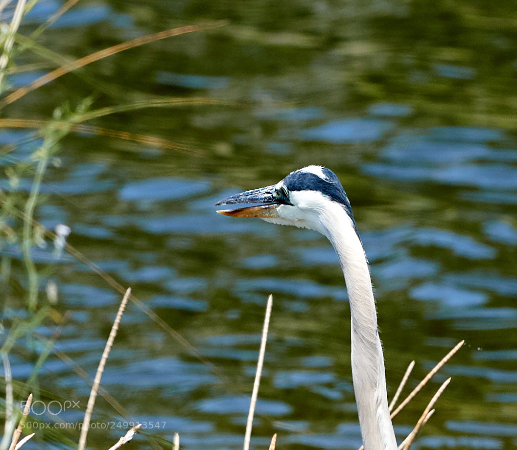 Canon EOS-1D X Mark II sample photo. 03-19-18-0008357.jpg photography