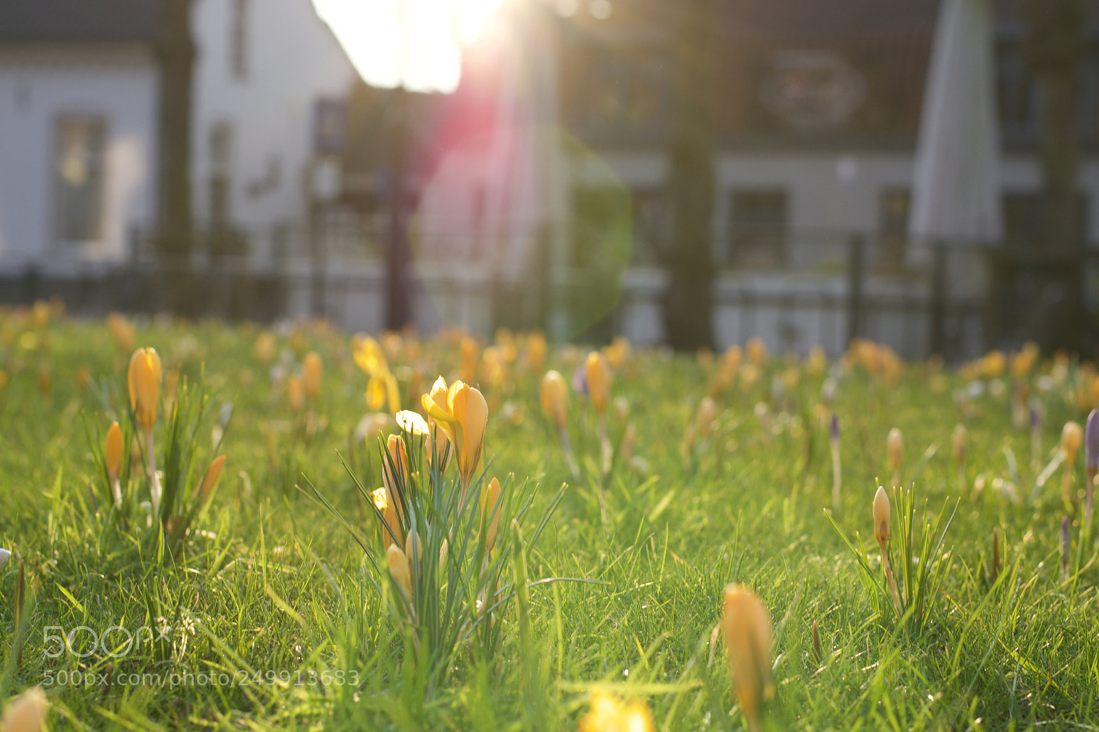 Nikon D5600 sample photo. Spring is coming photography