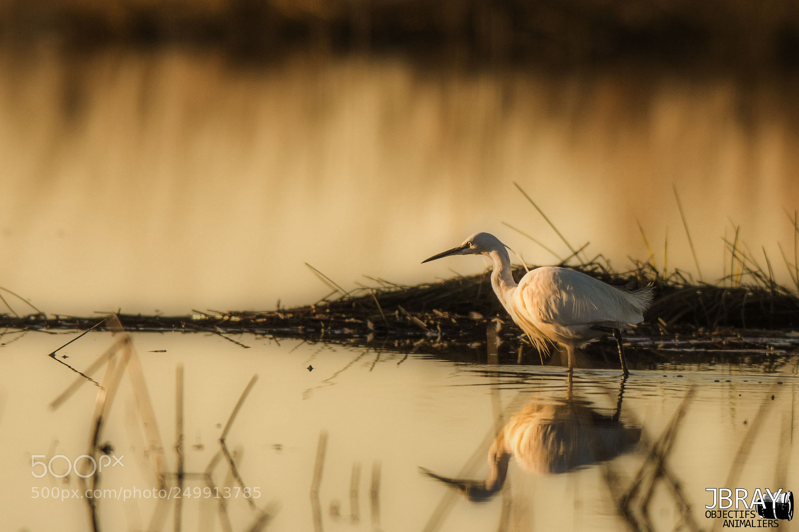 Nikon D7200 sample photo. Little egret photography
