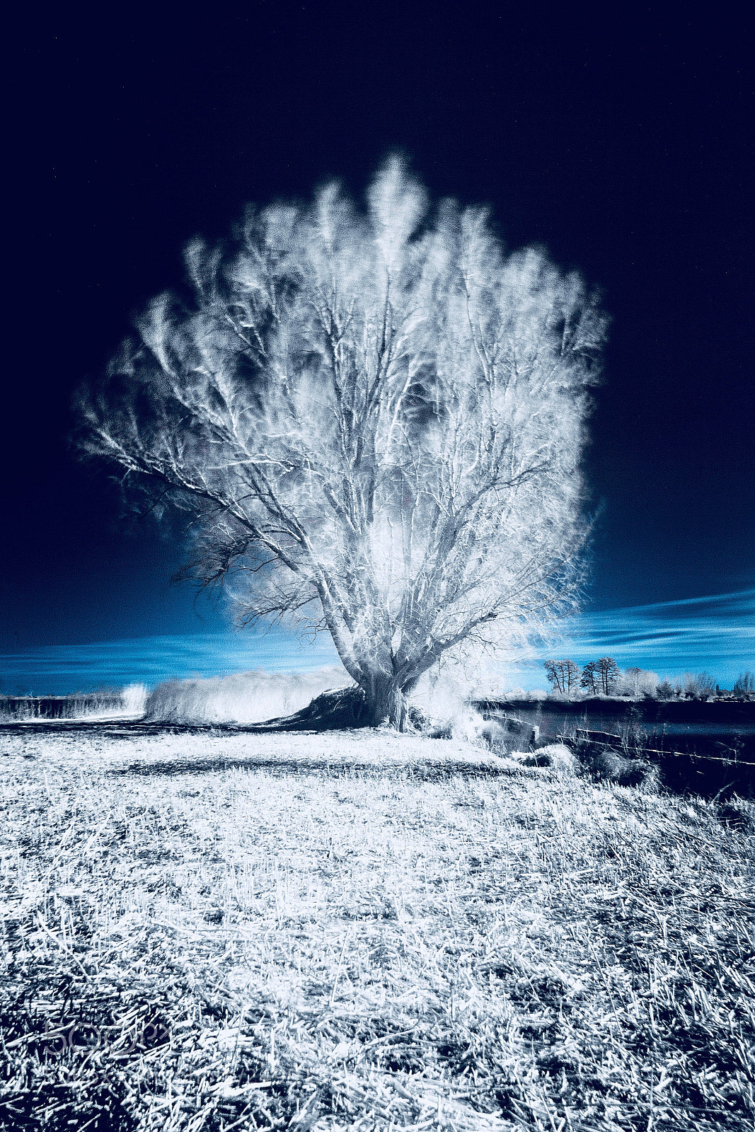Canon EOS 700D (EOS Rebel T5i / EOS Kiss X7i) sample photo. Infrared tree photography