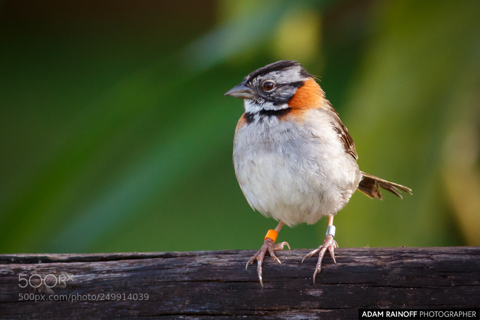 Canon EOS 70D sample photo. Rufous collared sparrow otun photography