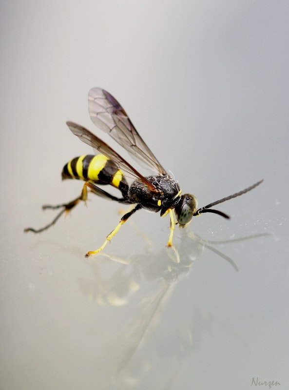 Canon EF 100mm F2.8L Macro IS USM sample photo. Reflections photography