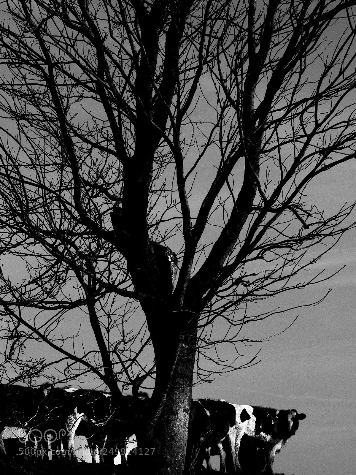 Olympus OM-D E-M10 II sample photo. Silhoutte photography
