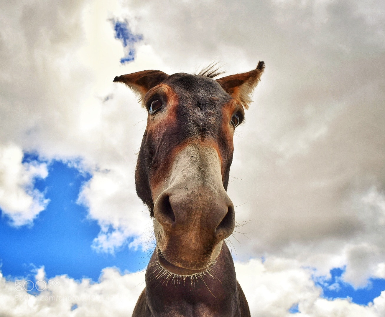 Nikon D5300 sample photo. Burro photography