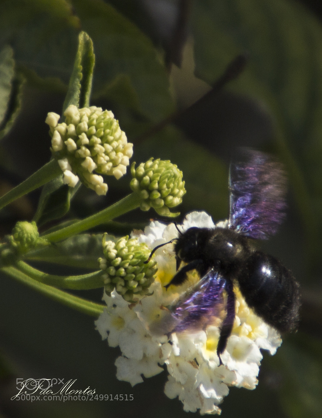 Canon EOS 700D (EOS Rebel T5i / EOS Kiss X7i) sample photo. Xylocopa photography