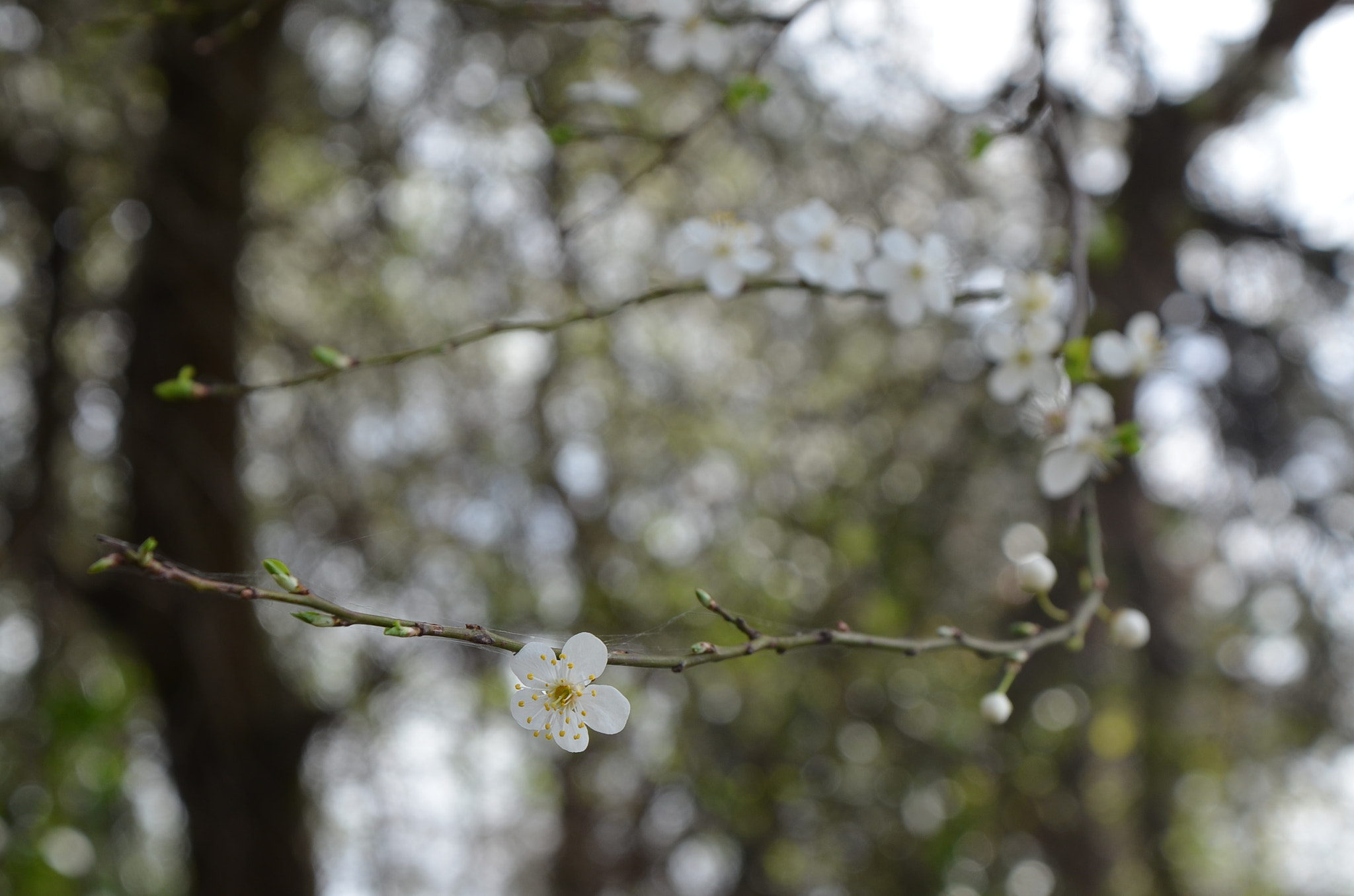 Sigma 18-50mm F2.8-4.5 DC OS HSM sample photo. Dsc photography