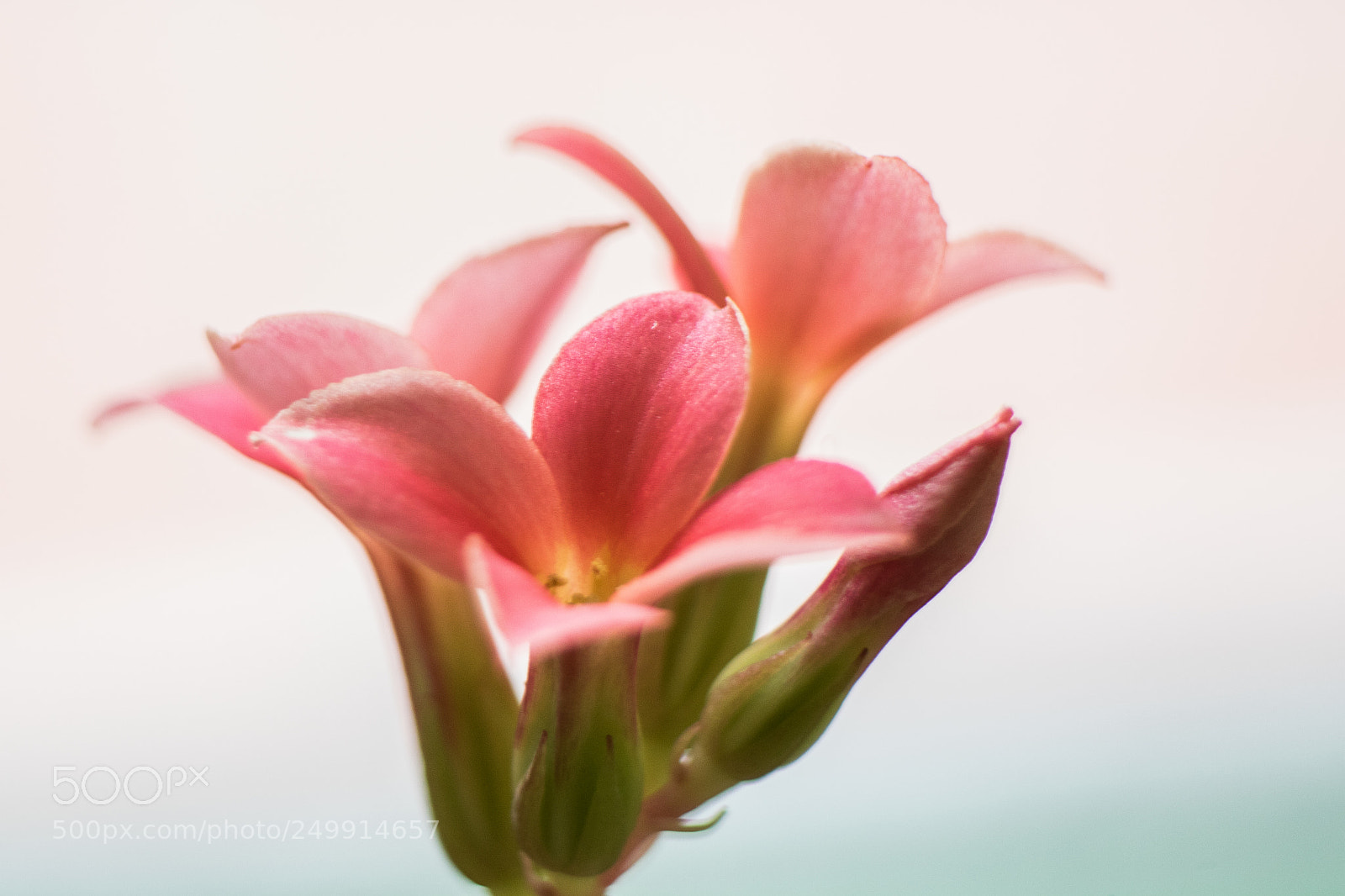 Canon EOS 760D (EOS Rebel T6s / EOS 8000D) sample photo. So pink!! photography
