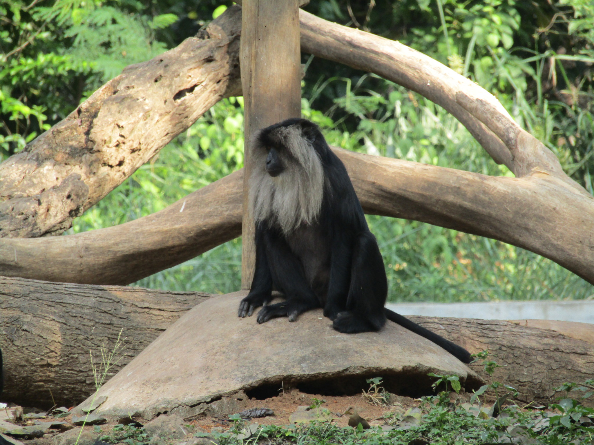 Canon POWERSHOT SX430 IS sample photo. Black monkey photography