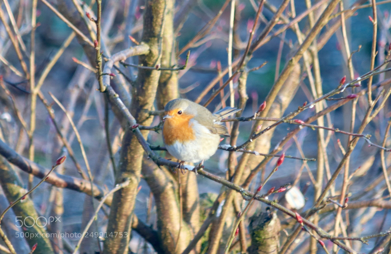 Canon EOS 77D (EOS 9000D / EOS 770D) sample photo. Robin on a branch photography