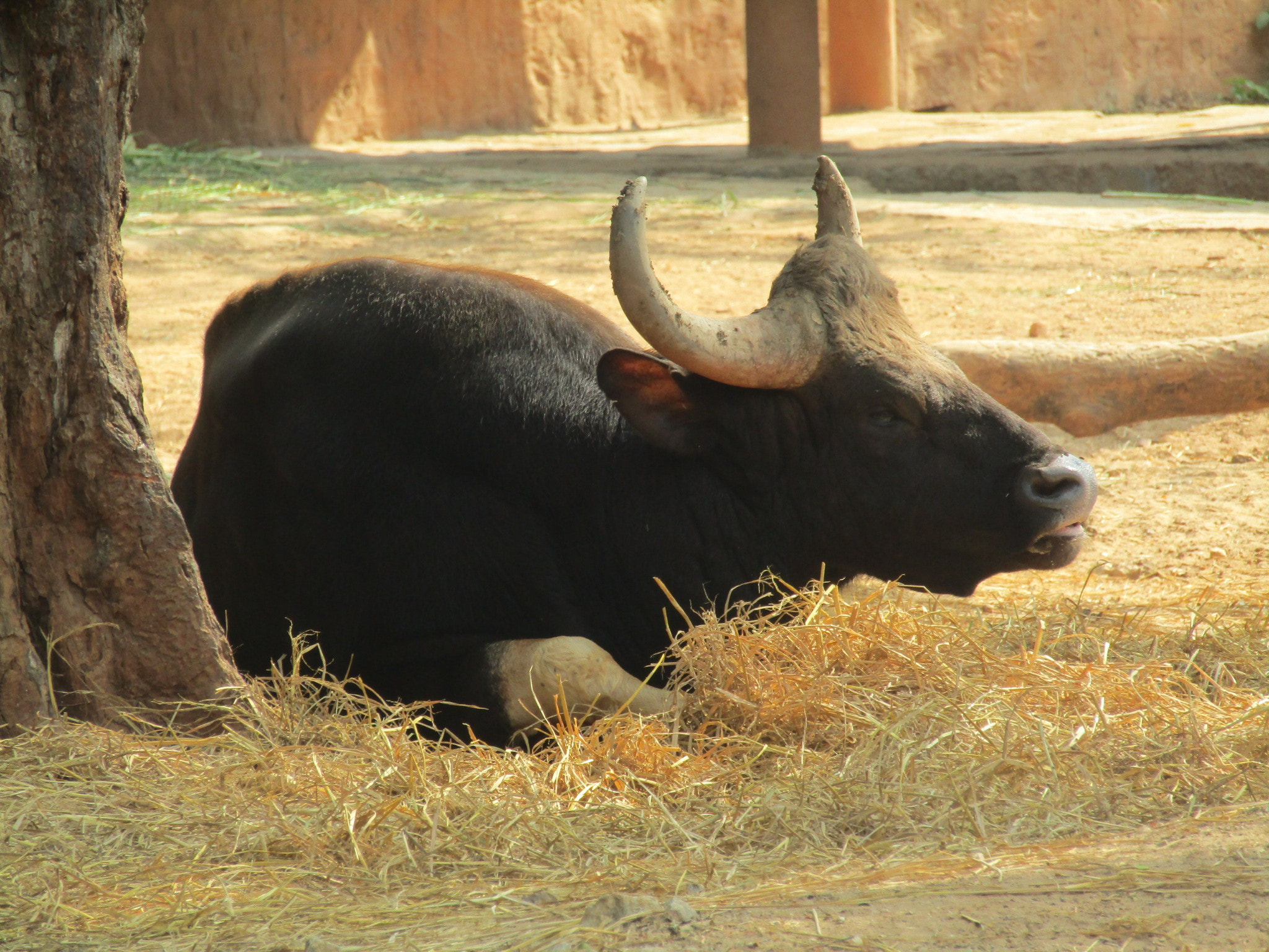 Canon POWERSHOT SX430 IS sample photo. Wild photography