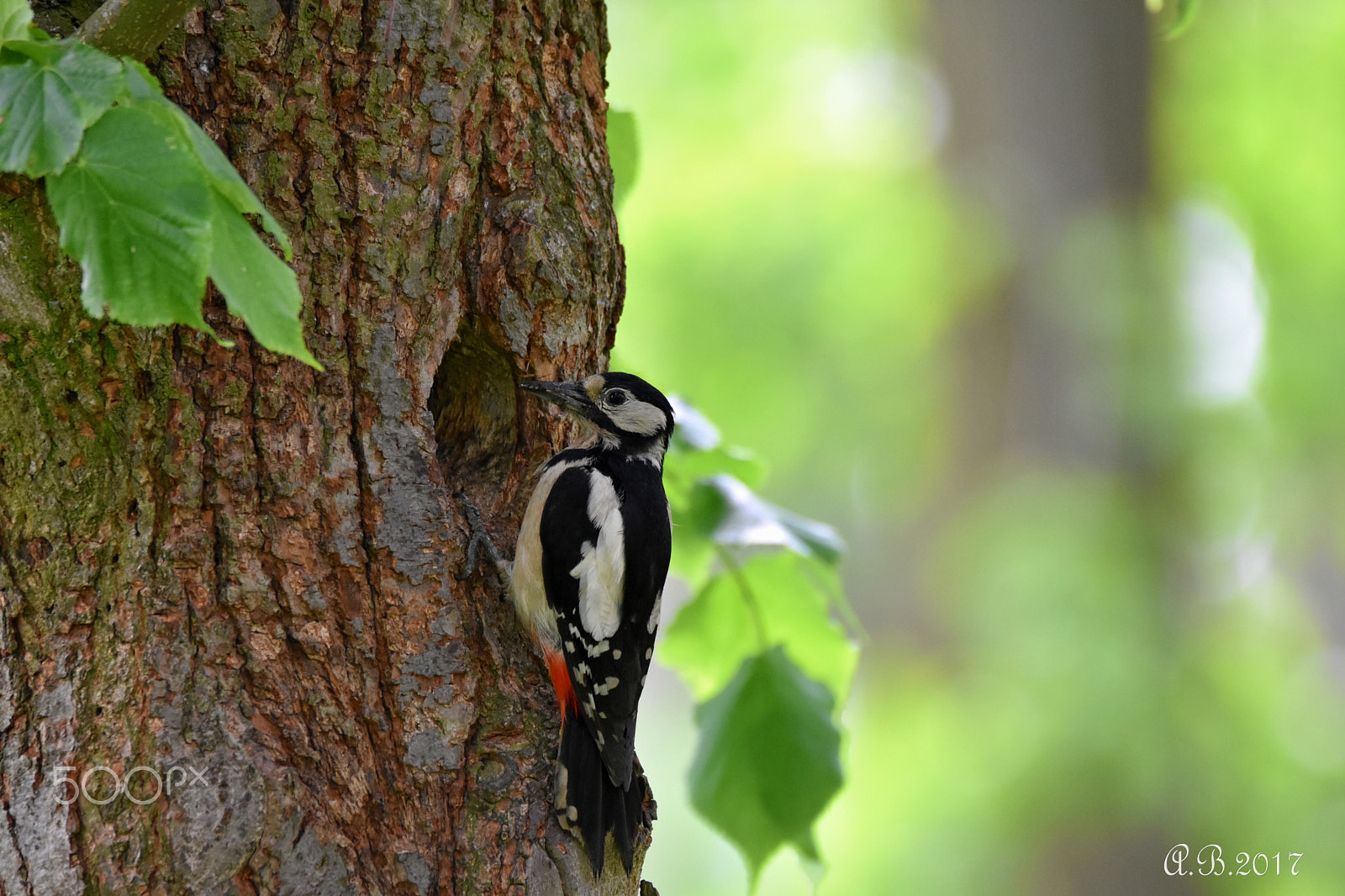 Sigma 150-600mm F5-6.3 DG OS HSM | C sample photo. Strakapoud photography