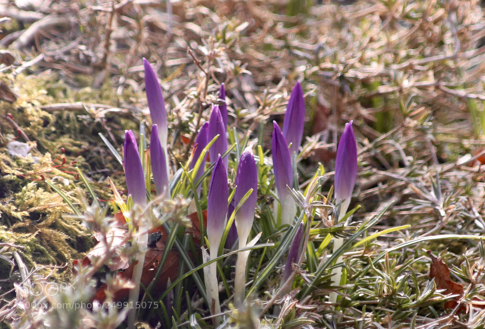 Canon EOS 77D (EOS 9000D / EOS 770D) sample photo. $ safran to be $ photography