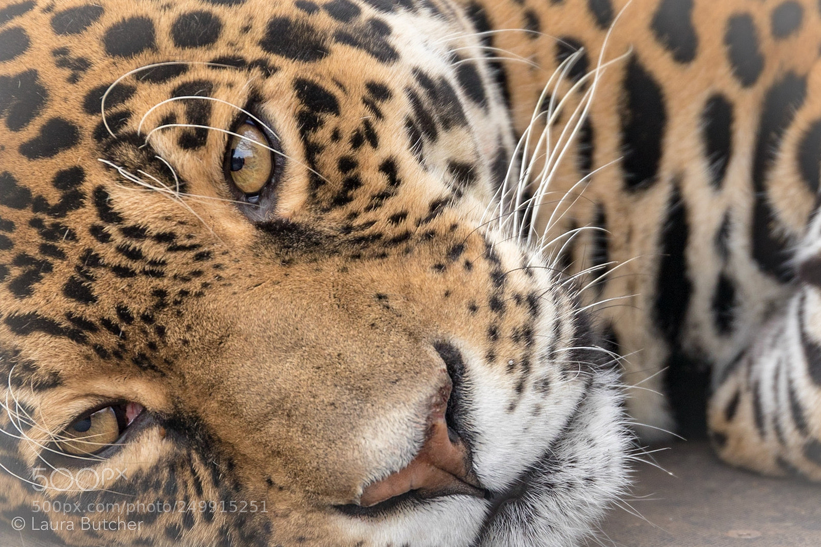 Canon EOS 80D sample photo. Jaguar photography