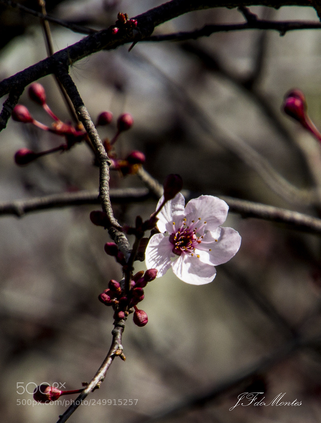 Canon EOS 700D (EOS Rebel T5i / EOS Kiss X7i) sample photo. Blooming. photography