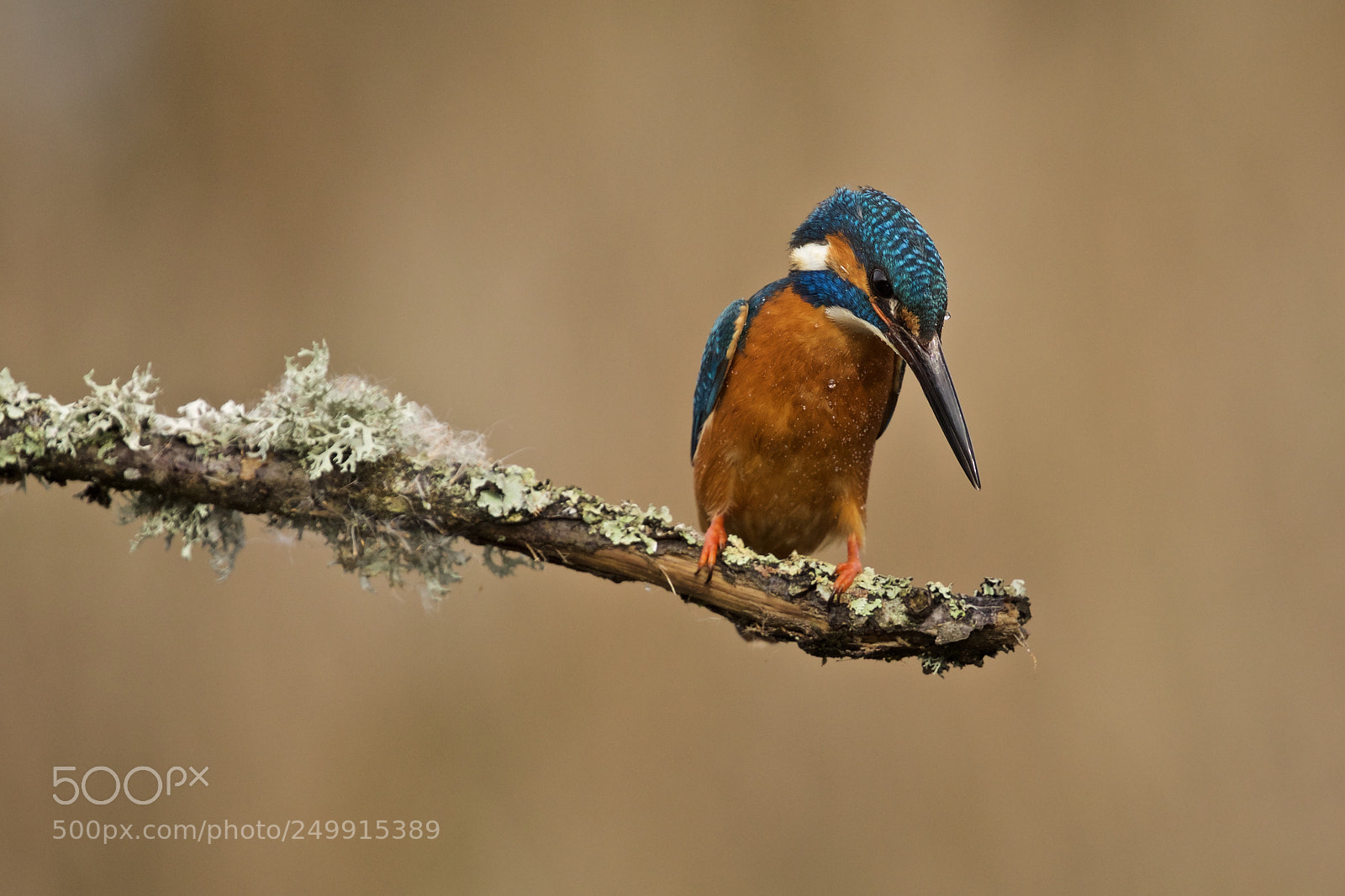 Canon EOS 5D Mark IV sample photo. Kingfisher photography