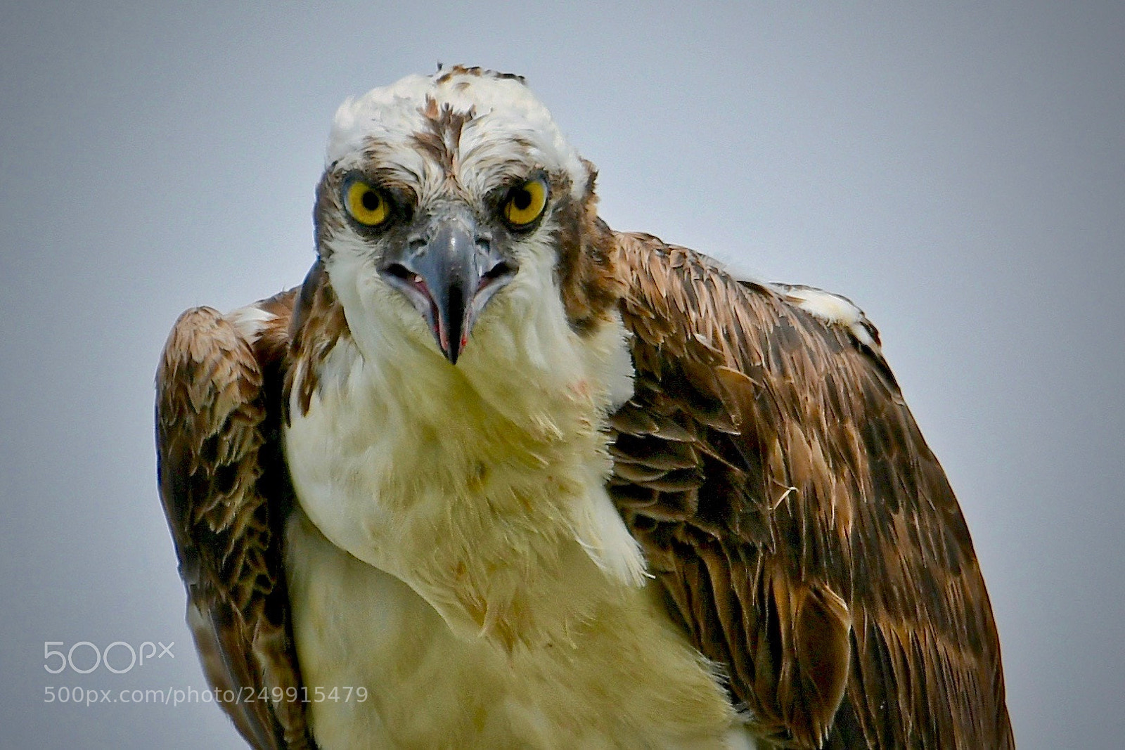 Nikon D500 sample photo. Osprey portrait photography