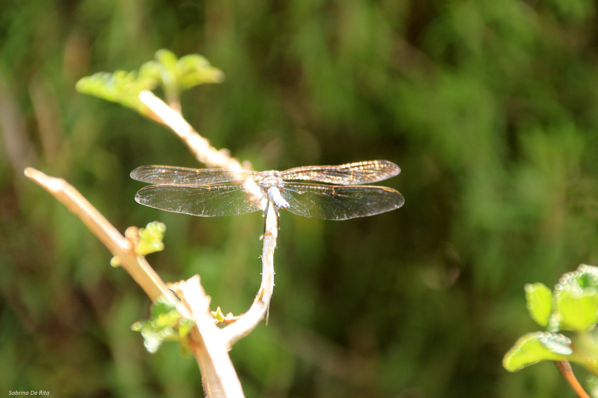 Canon EOS 700D (EOS Rebel T5i / EOS Kiss X7i) + Canon TS-E 90mm F2.8 Tilt-Shift sample photo. Dragonfly photography