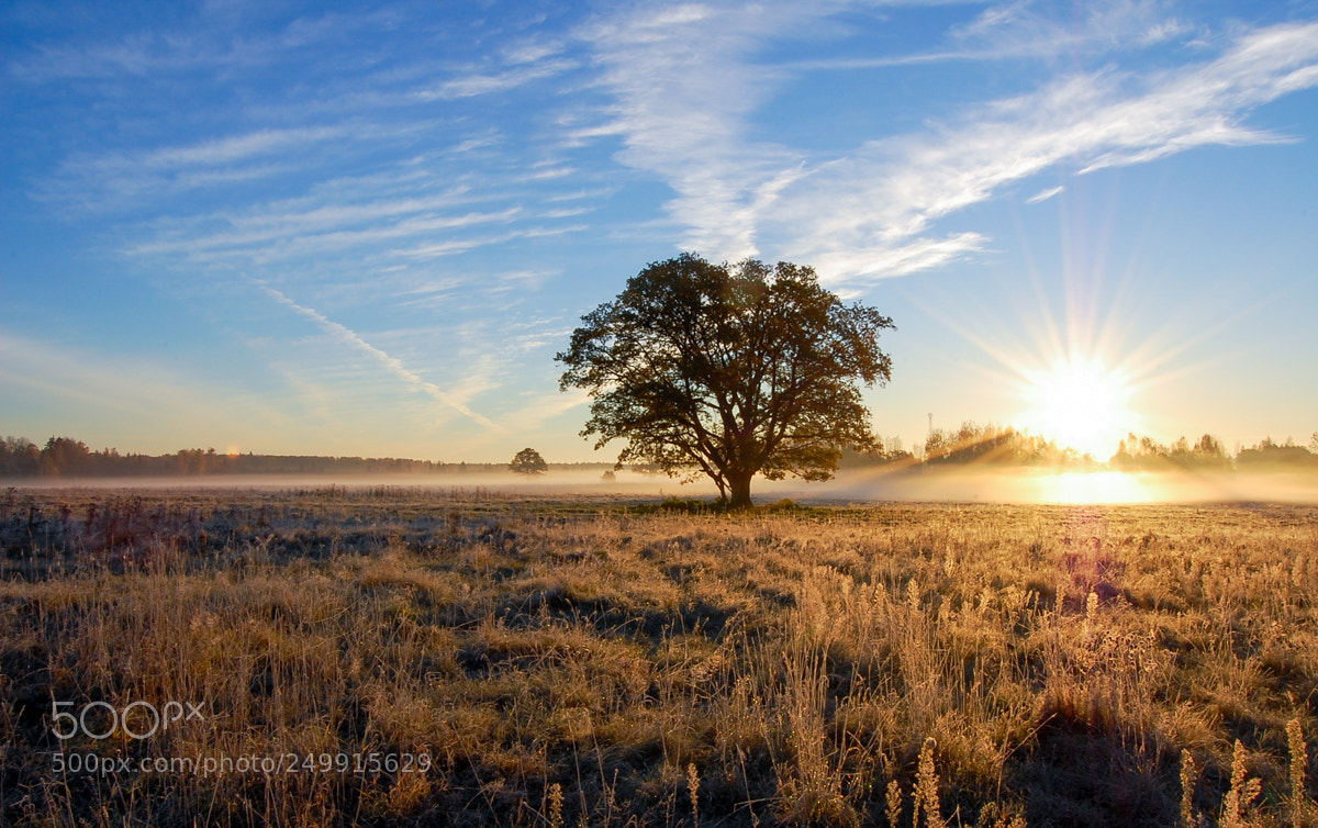 Nikon D40 sample photo. Old oak photography