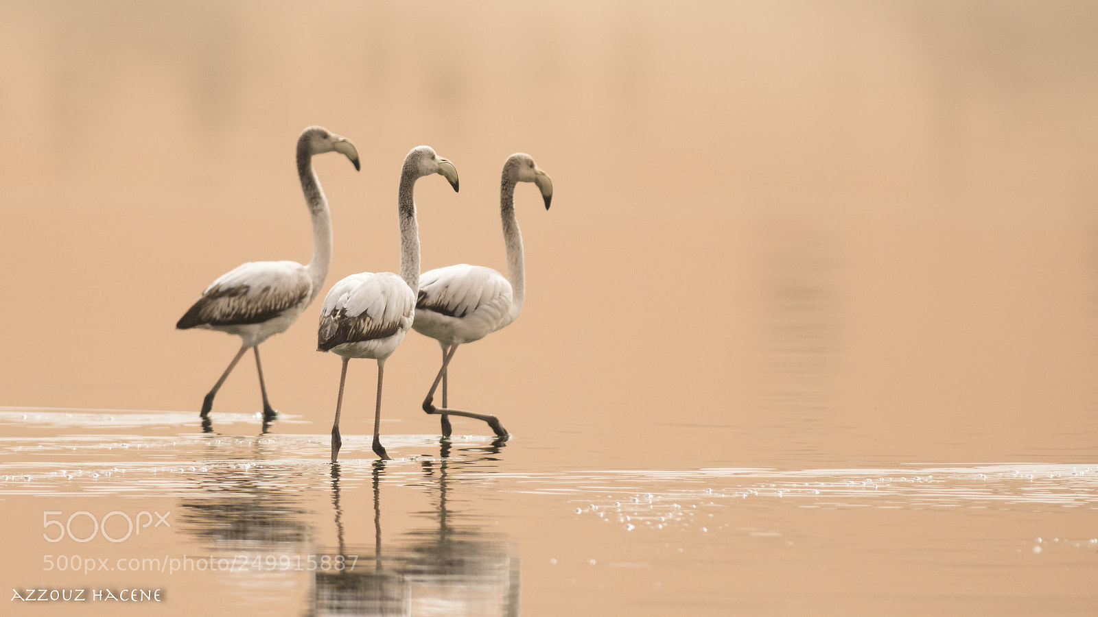 Nikon D800E sample photo. Flamant rose photography