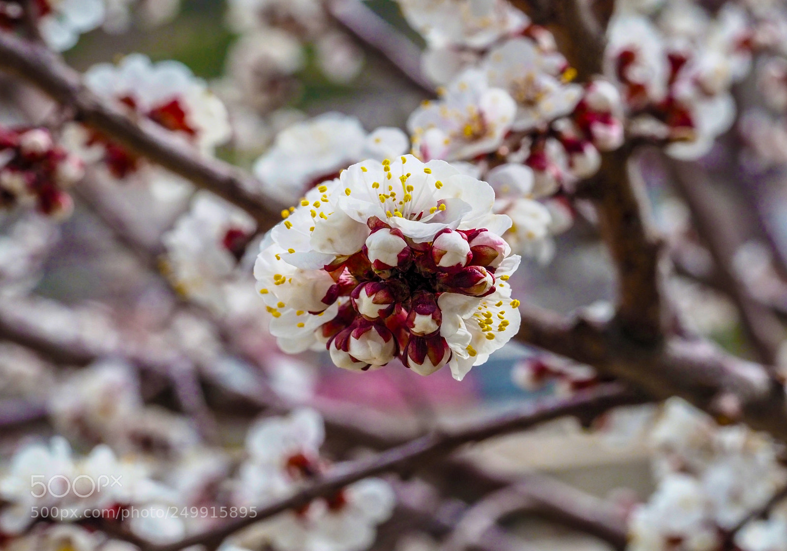 Olympus OM-D E-M1 Mark II sample photo. Olympus digital camera photography