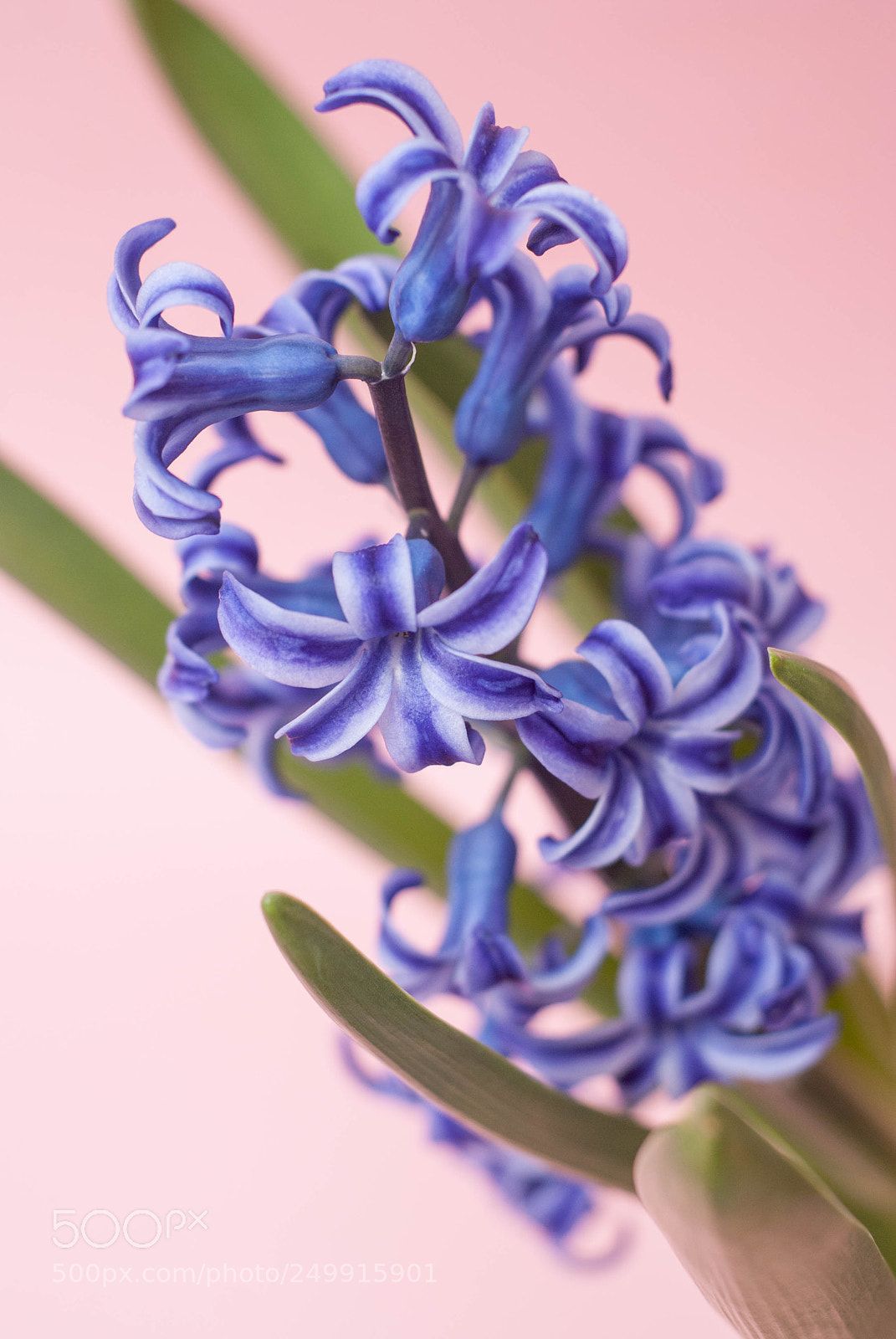Nikon D80 sample photo. Spring blue hyacinth flower photography