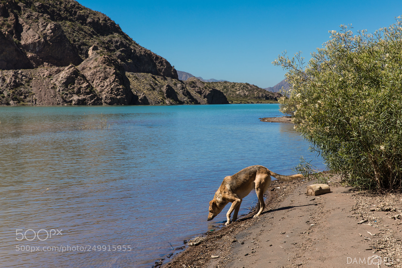 Canon EOS 5D Mark IV sample photo. The dog and the photography