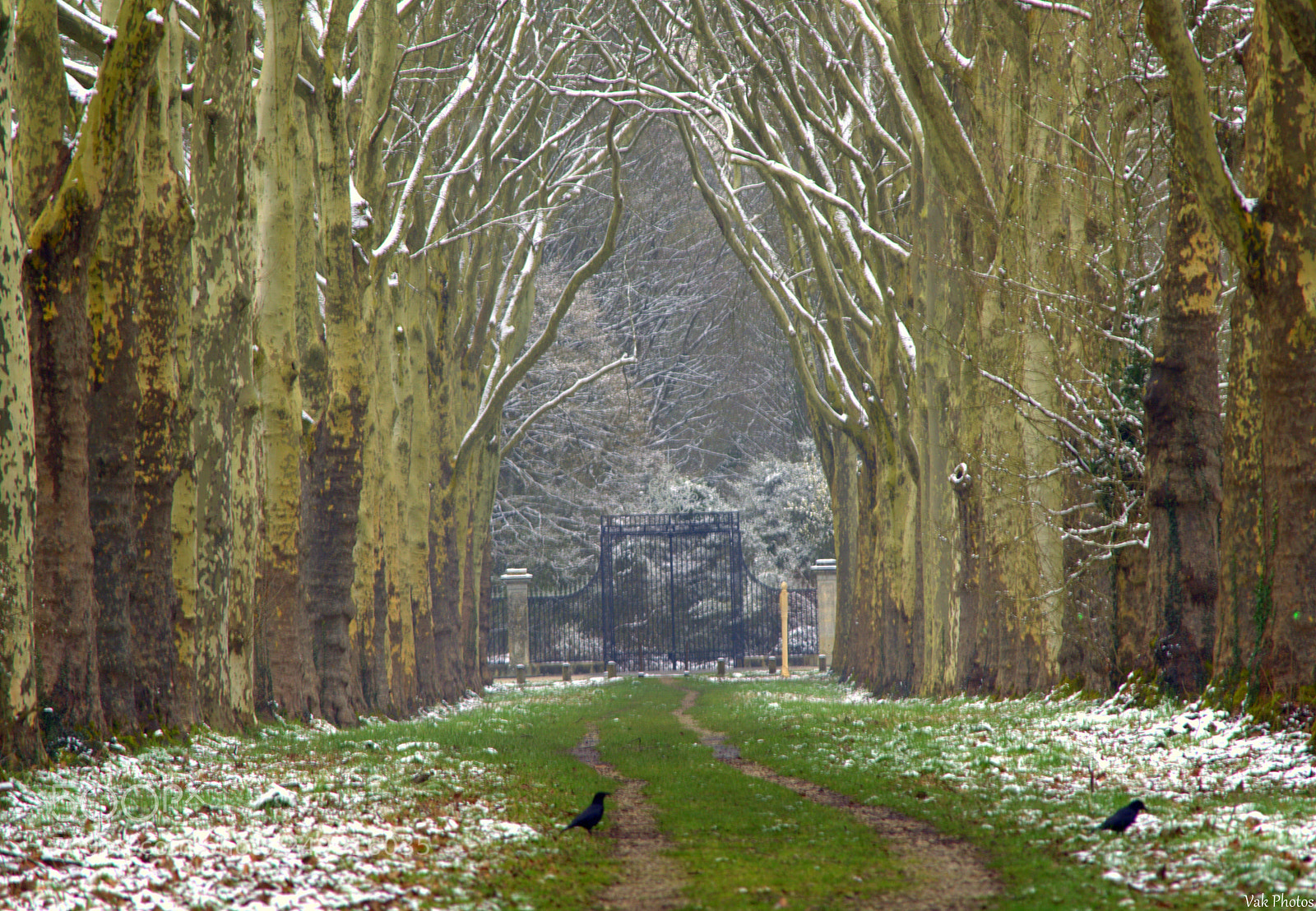 Nikon D3100 sample photo. Last snow photography