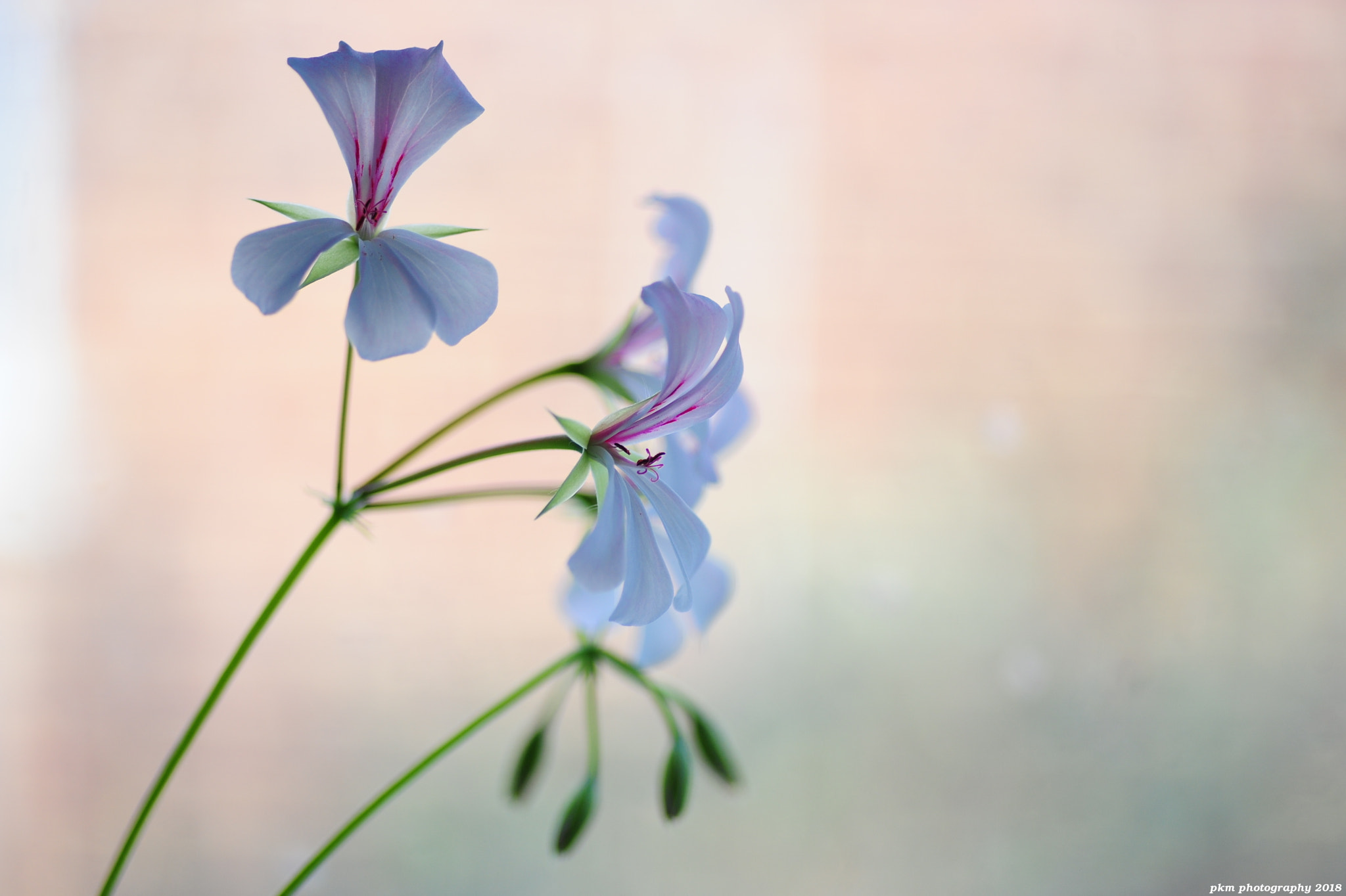 Nikon D700 sample photo. A hint of spring photography