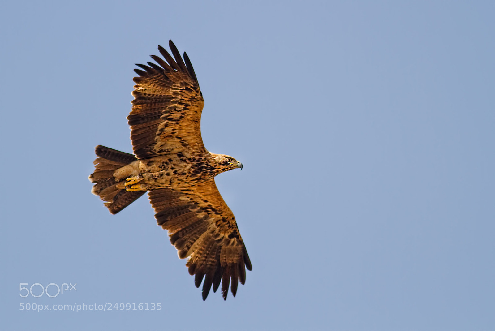 Canon EOS 7D sample photo. Imperial eagle.. photography