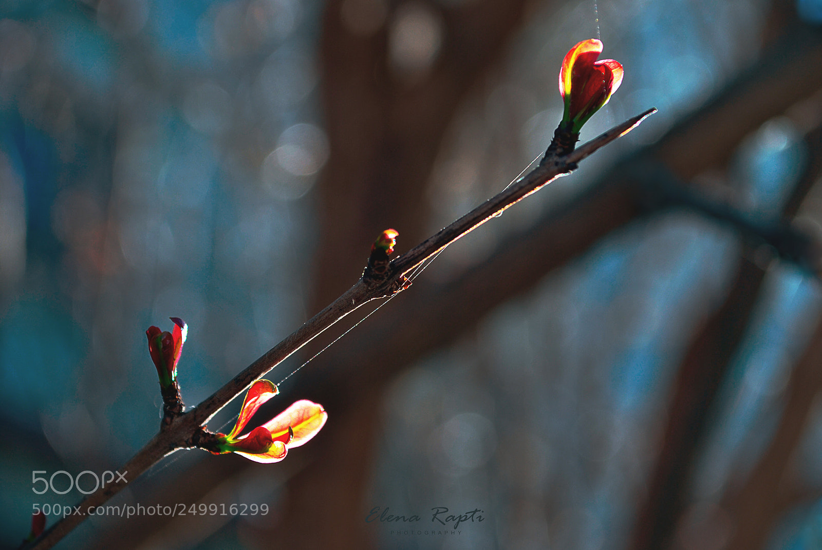 Nikon D3000 sample photo. Spring's new life..... photography