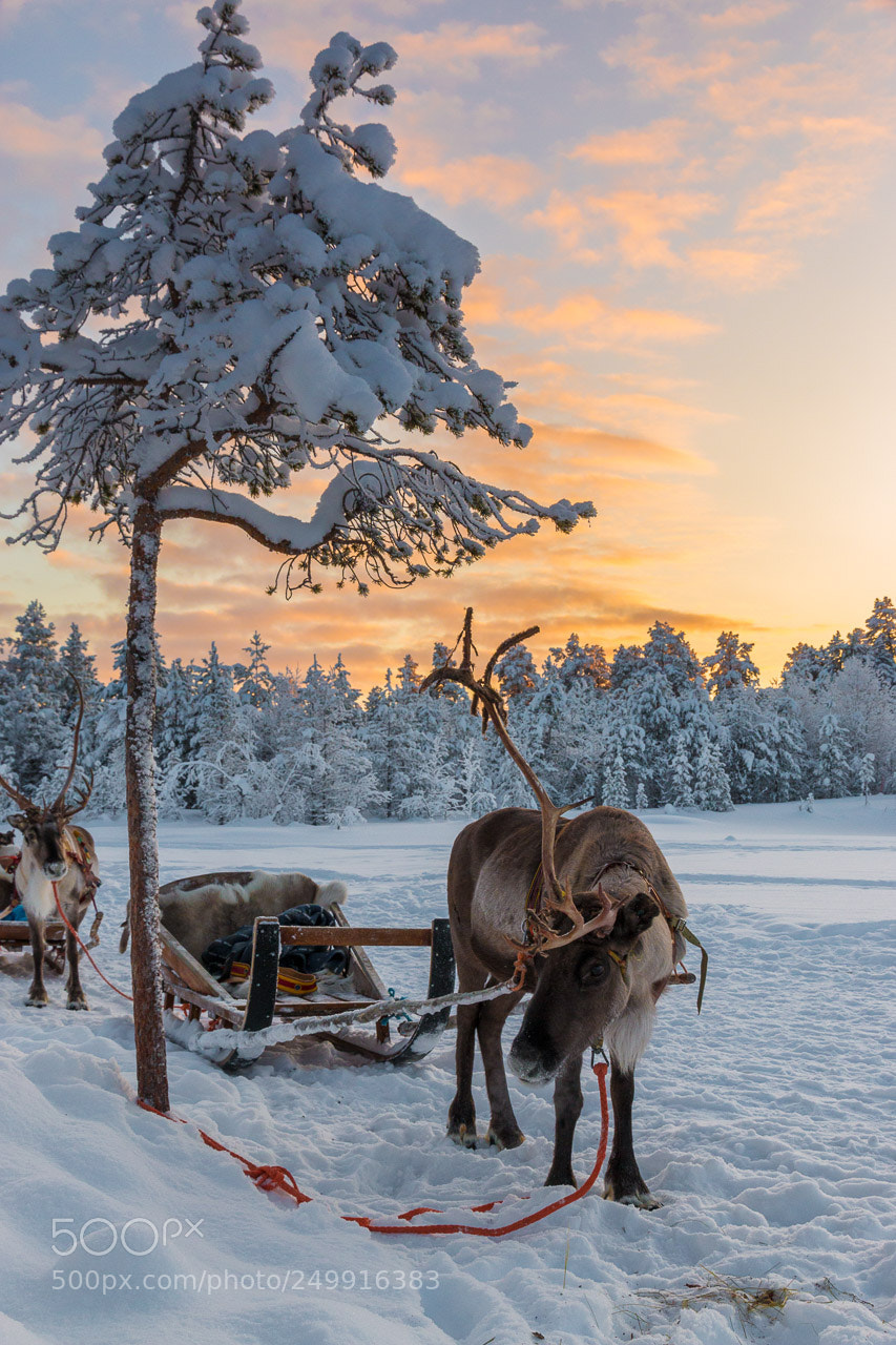 Canon EOS 70D sample photo. Reindeer photography