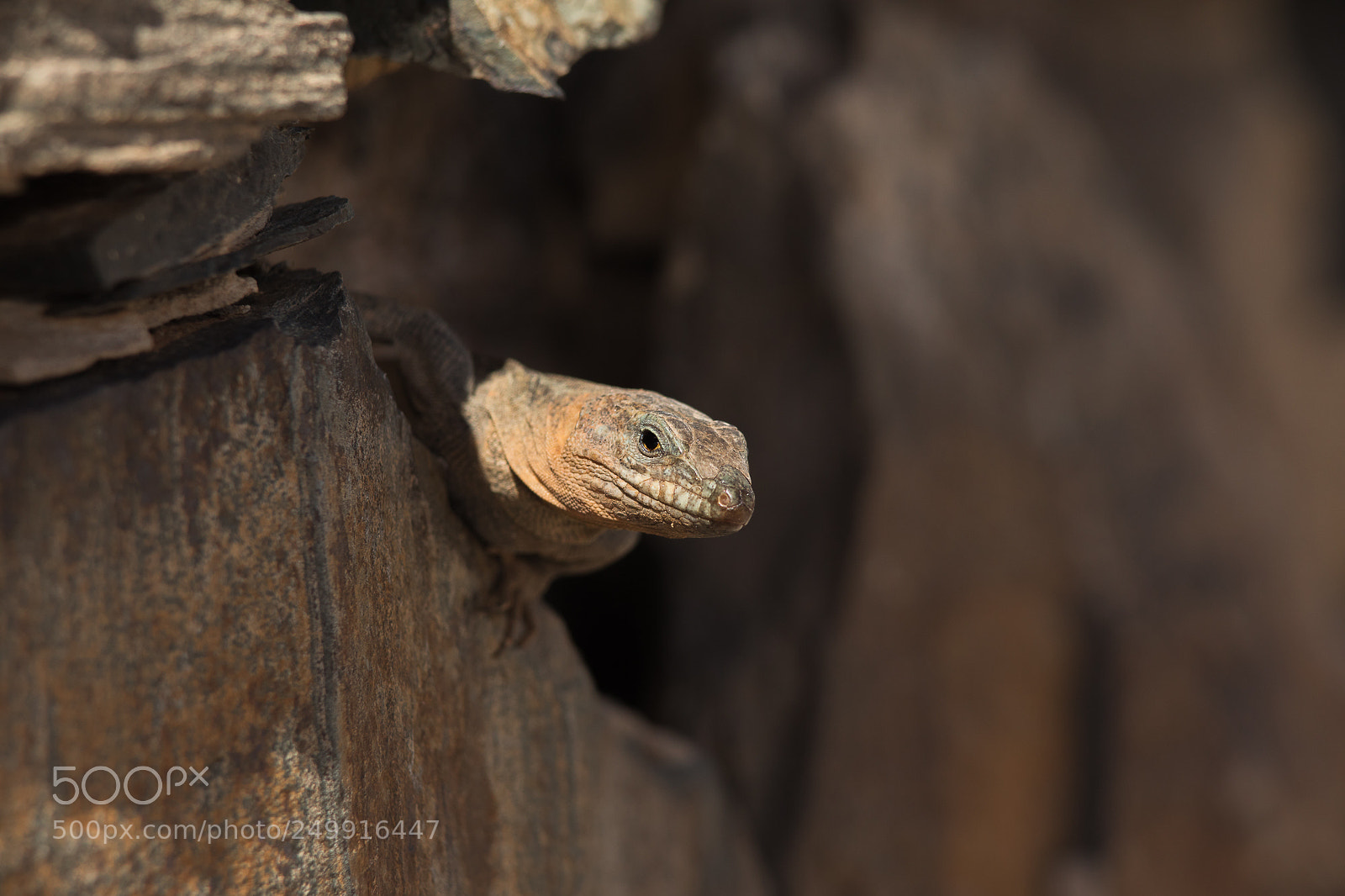 Canon EOS 5D Mark IV sample photo. Gallotia stehlini photography