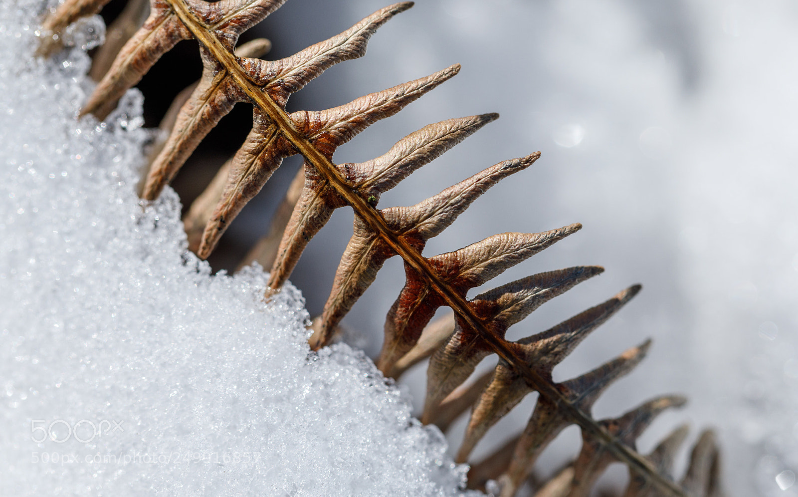 Canon EOS 5D Mark IV sample photo. Bracken frond on melting photography