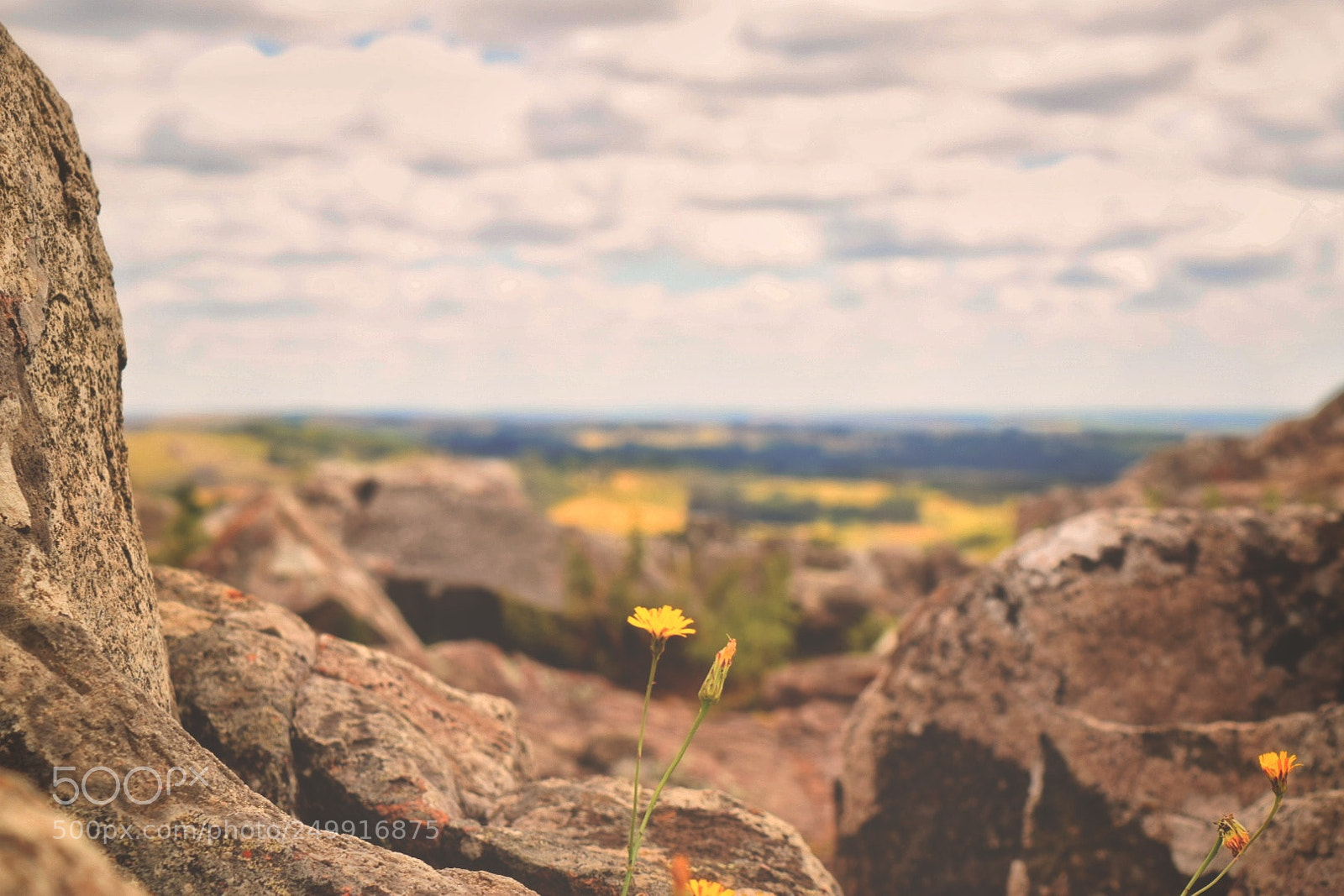 Nikon D5300 sample photo. Una flor en las photography