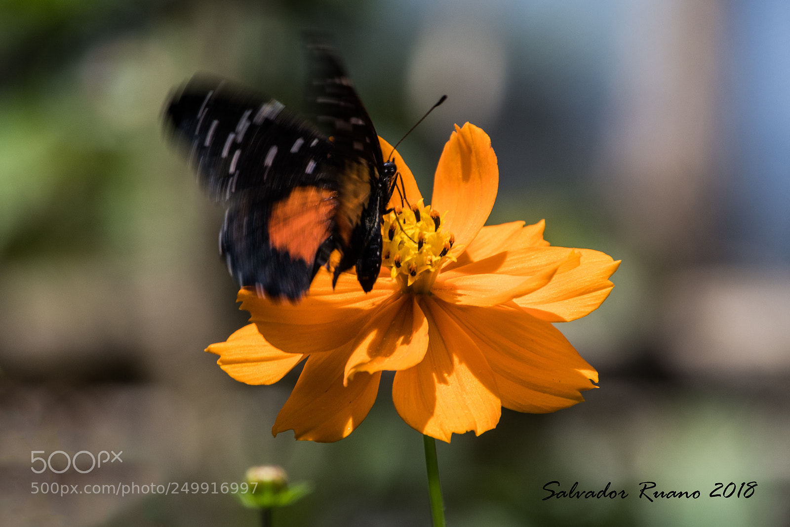 Nikon D7500 sample photo. Mariposa photography