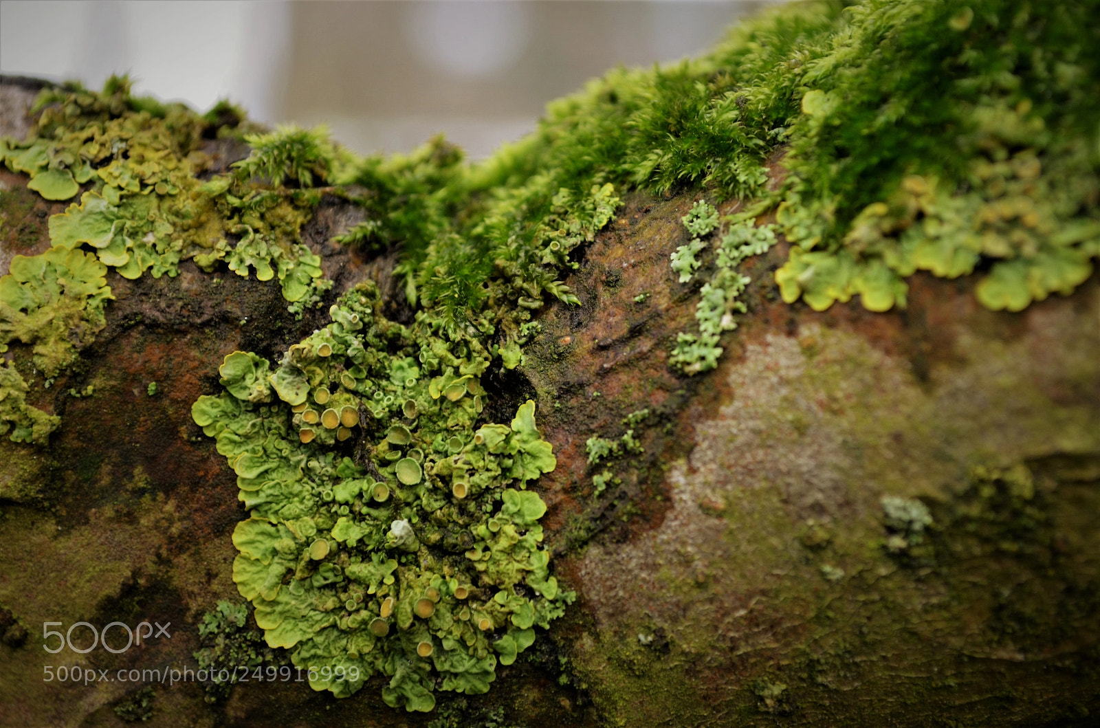 Nikon D5100 sample photo. Flechten photography