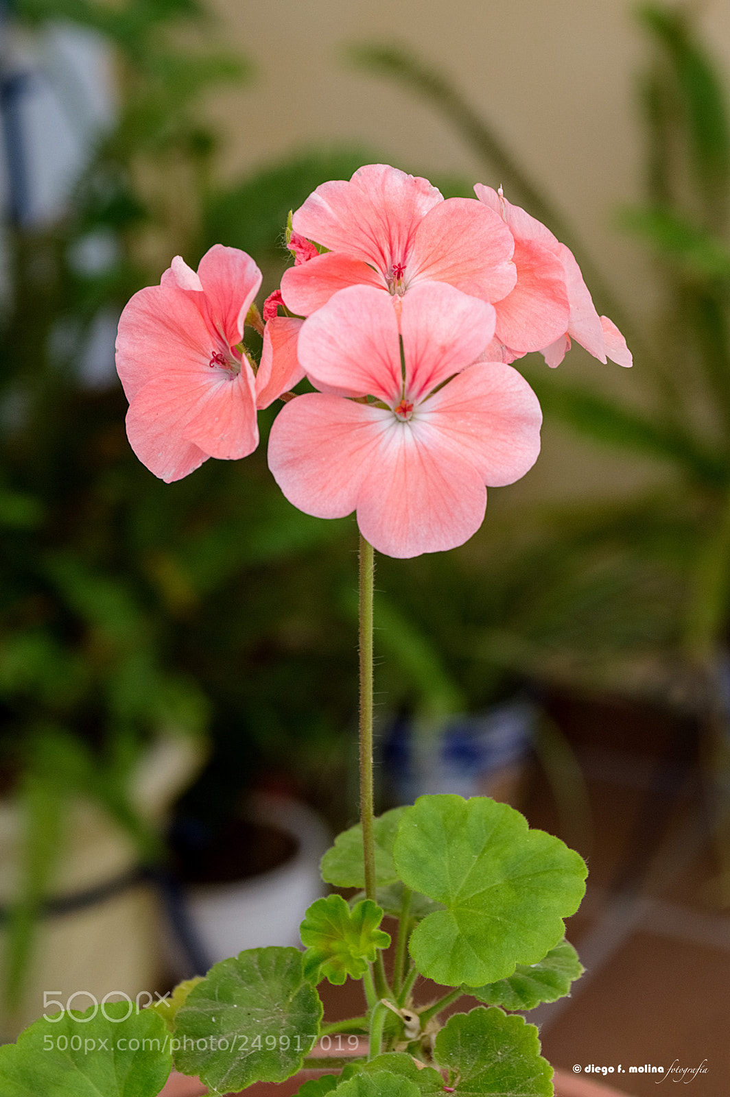 Nikon D3200 sample photo. Enhiesto photography