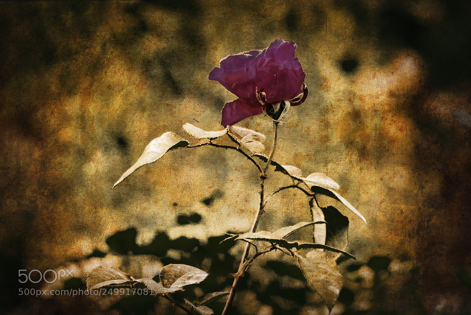 Canon EOS 550D (EOS Rebel T2i / EOS Kiss X4) sample photo. Gothic rose photography